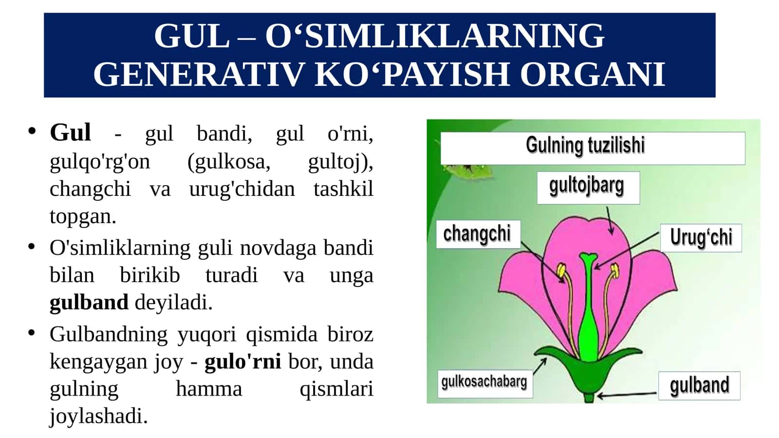 GUL–O‘SIMLIKLARNING GENERATIV KO‘PAYISH ORGANI 1