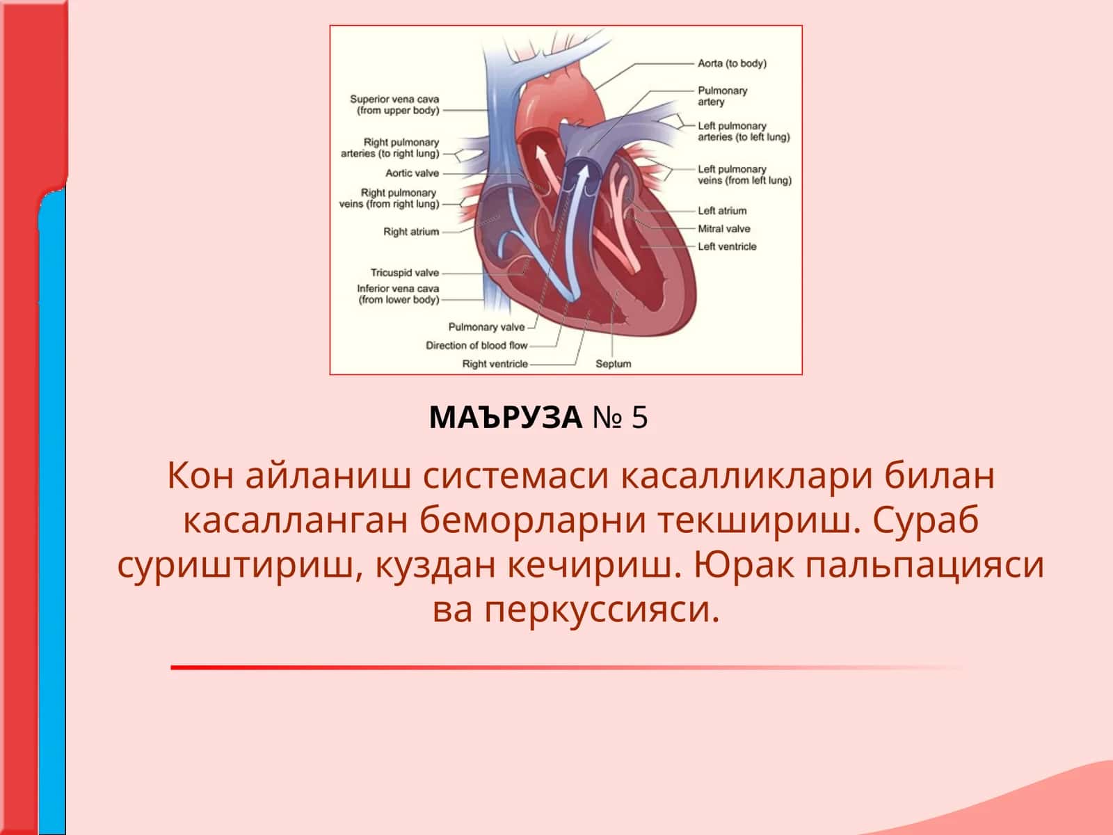 Кон айланиш системаси касалликлари билан касалланган беморларни текшириш. Сураб суриштириш, куздан кечириш. Юрак пальпацияси ва перкуссияси 1