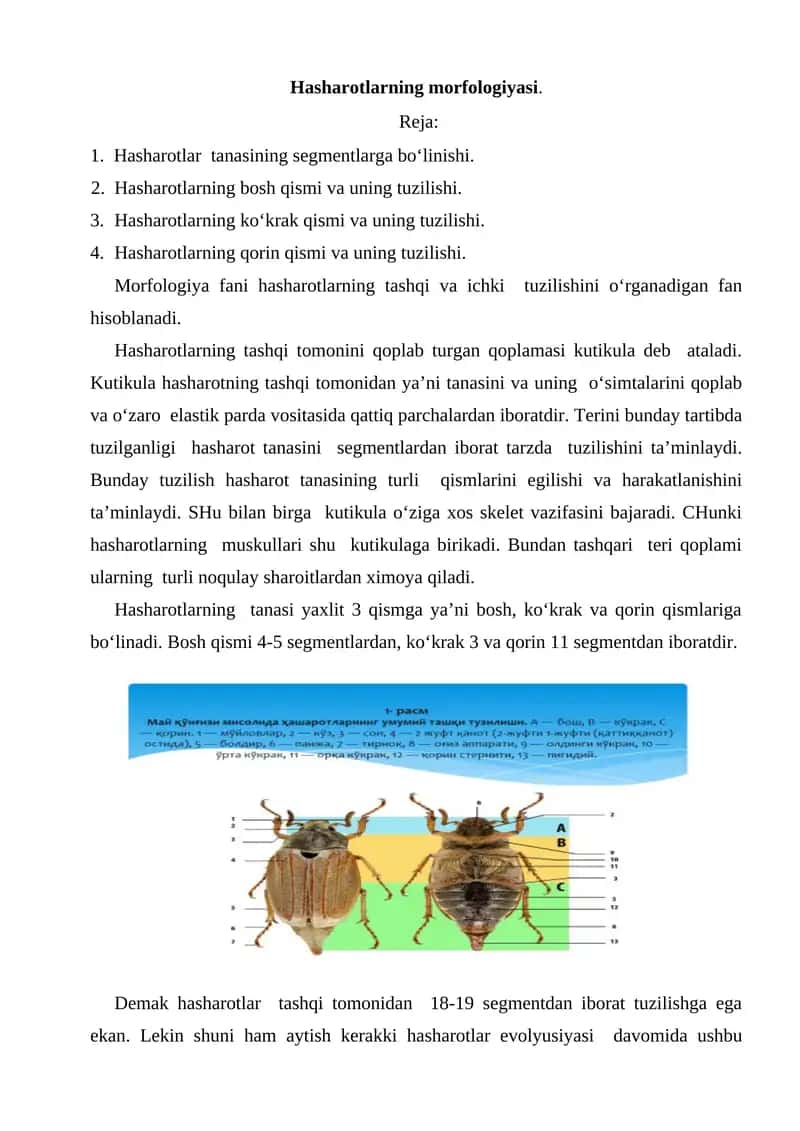 Hasharotlarning morfologiyasi 1