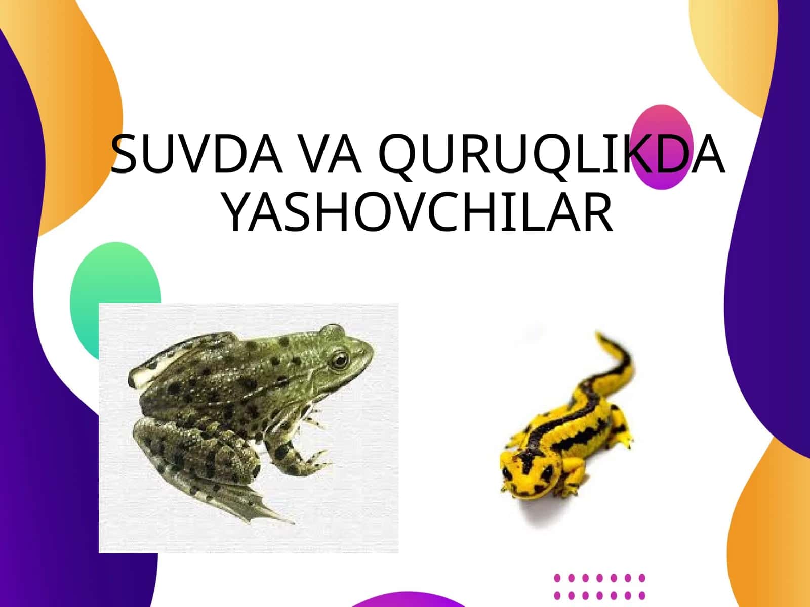 Baqasimonlar (Ranidae) 1