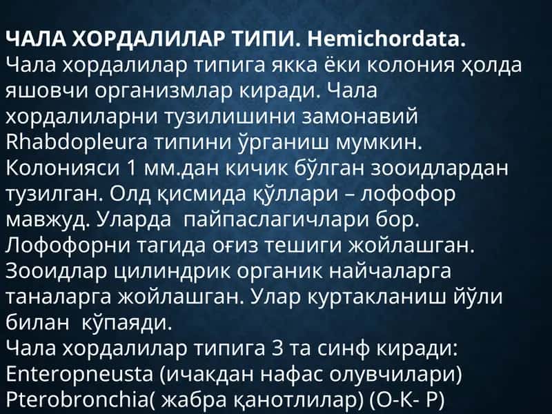 ЧАЛА ХОРДАЛИЛАР ТИПИ.Hemichordata 1