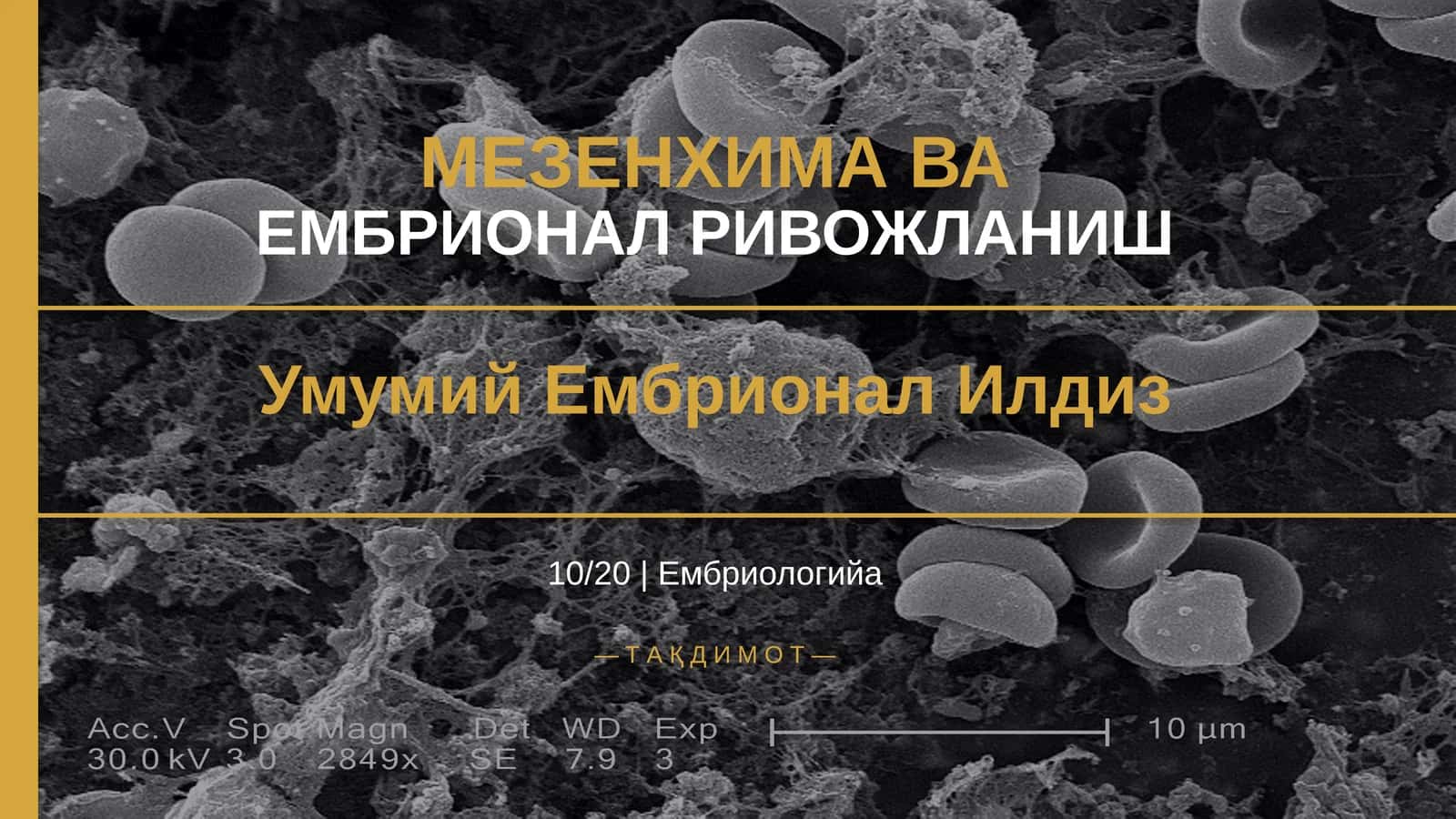 МЕЗЕНХИМА ВА ЕМБРИОНАЛ РИВОЖЛАНИШ 1