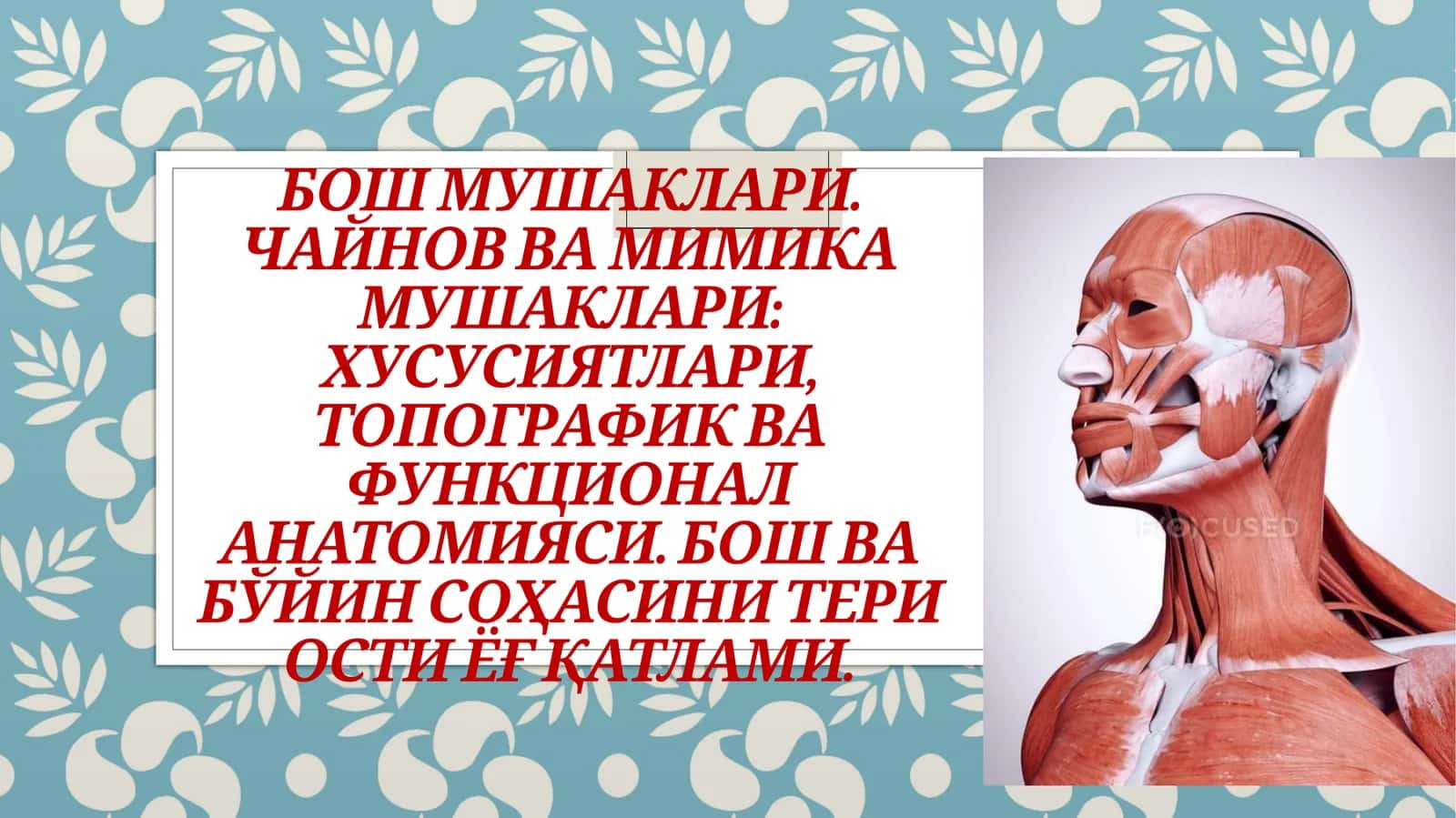 Бош мушаклари. Чайнов ва мимика мушаклари: хусусиятлари, топографик ва функционал анатомияси. Бош ва бўйин соҳасини тери ости ёғ қатлами 1
