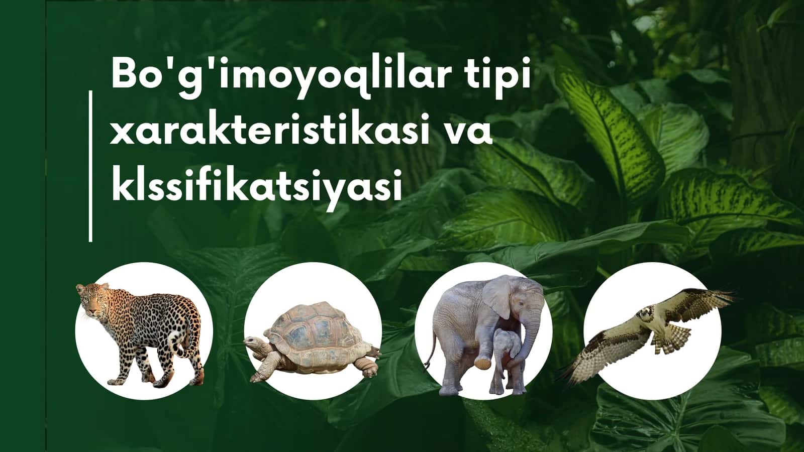 Bo'g'imoyoqlilar tipi xarakteristikasi va klassifikatsiyasi 1