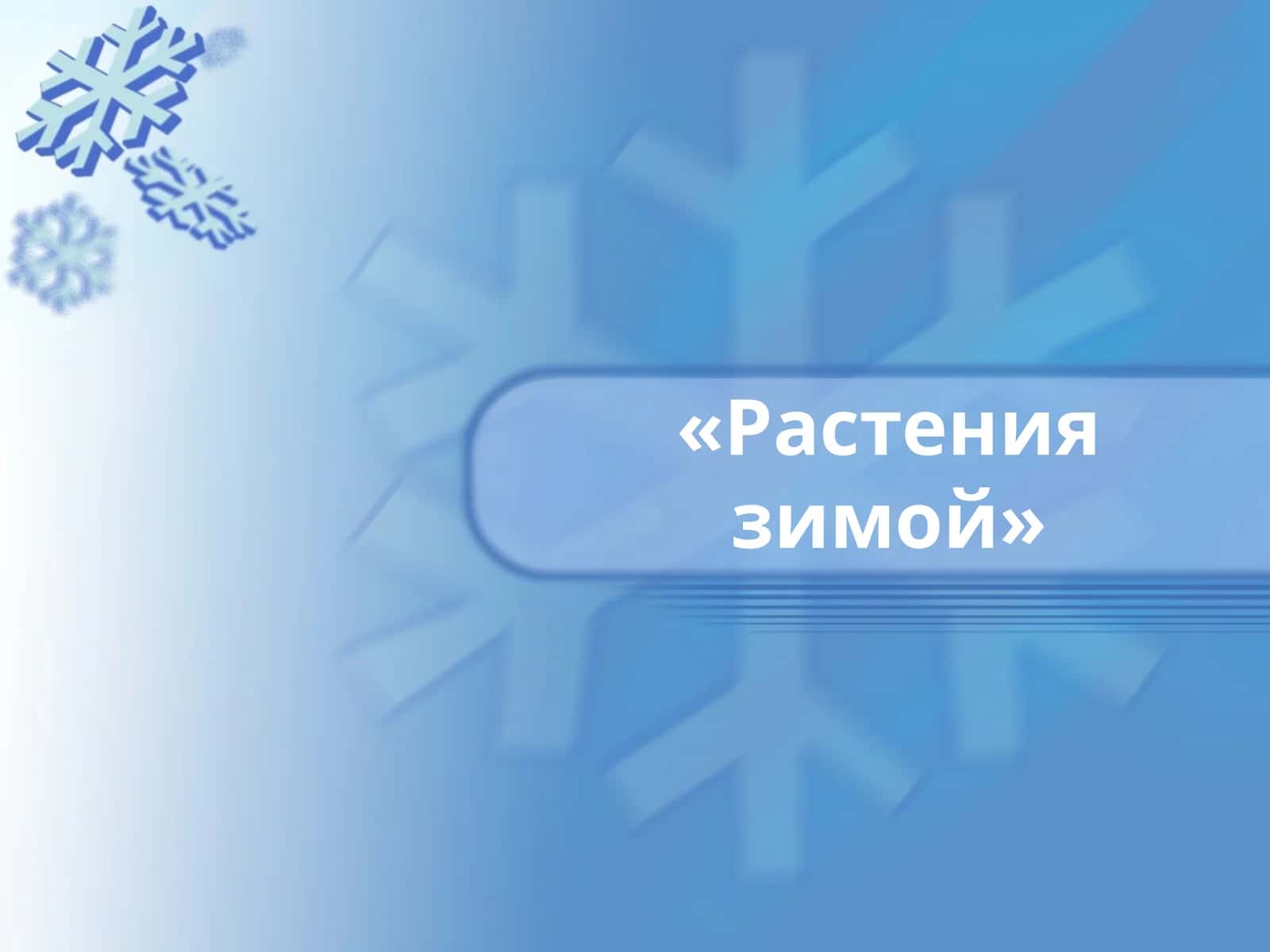 Растения зимой 1