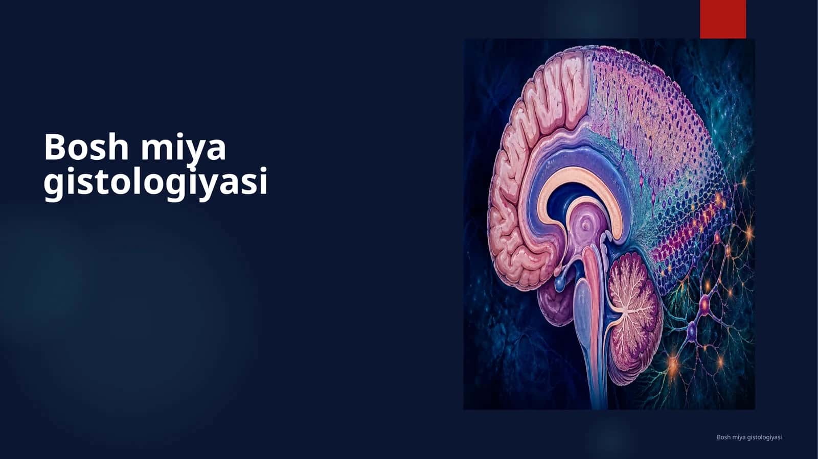 Bosh miya gistologiyasi 1