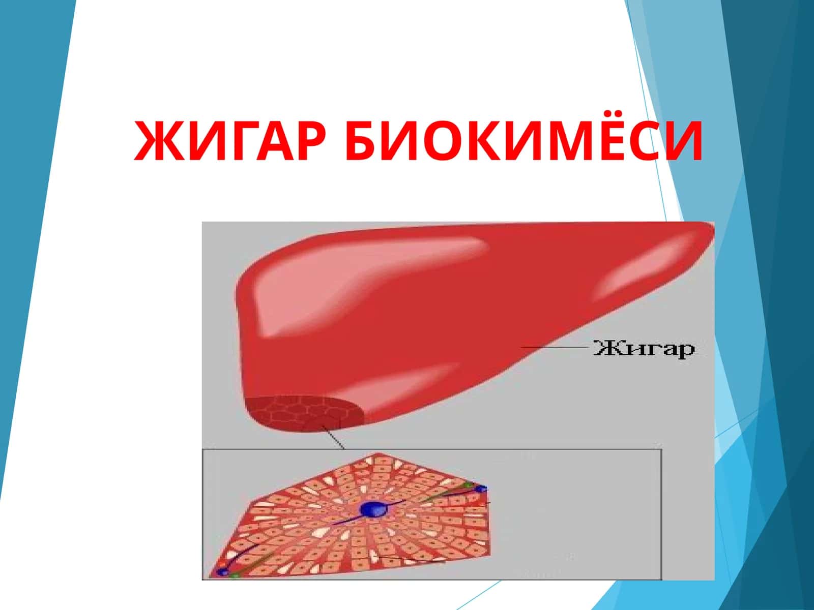 Jigar biokimyosi 1