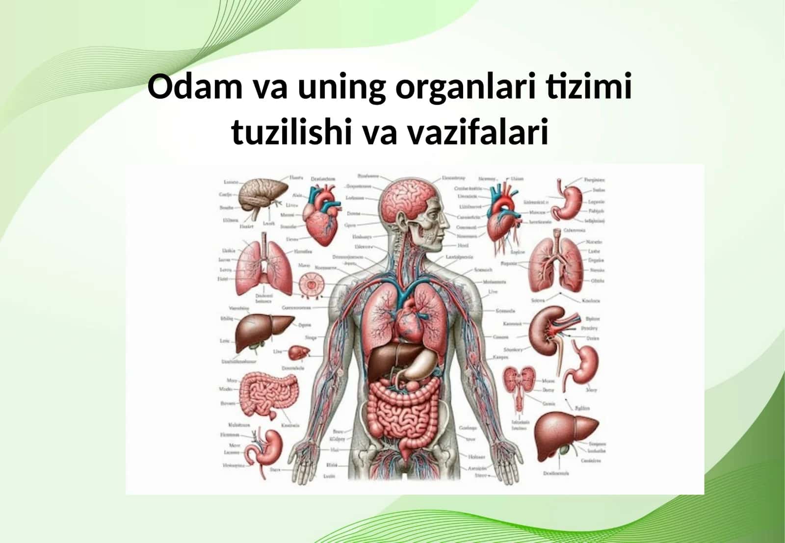 Odam va uning organlari tizimi tuzilishi va vazifalari 1