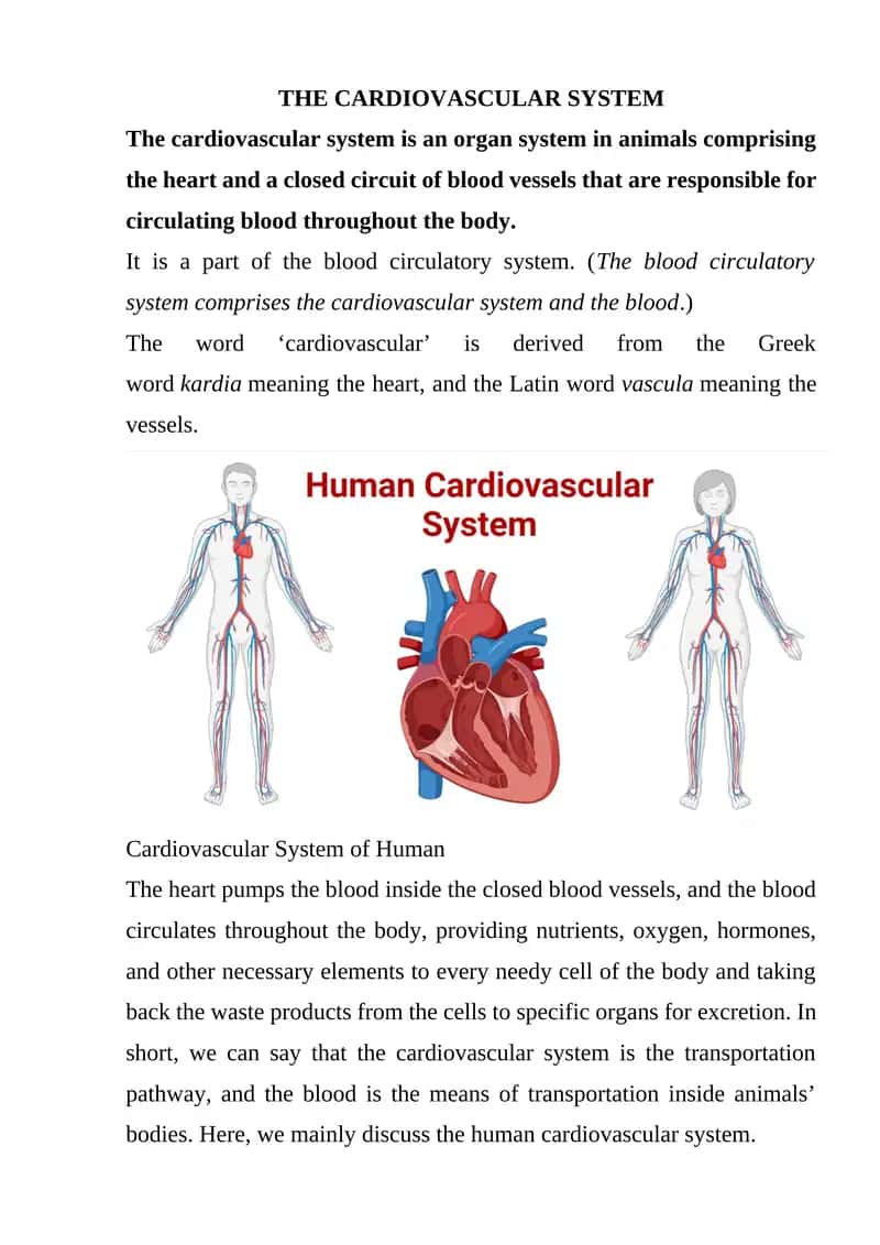 THE CARDIOVASCULAR SYSTEM 1