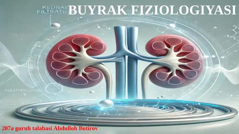 BUYRAK FIZIOLOGIYASI 1
