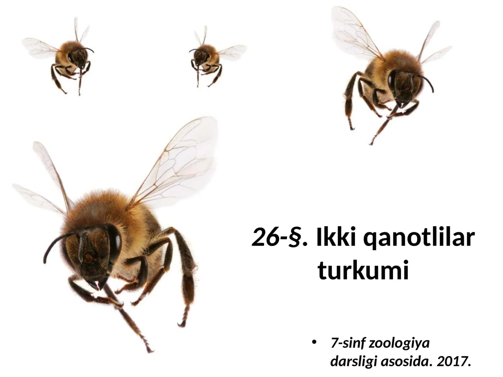 7-sinf Zoologiya 'Ikki qanotlilar turkumi' ko'rgazma 1
