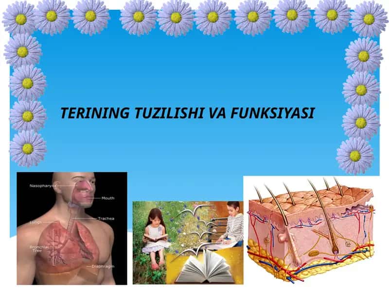 TERINING TUZILISHI VA FUNKSIYASI 1