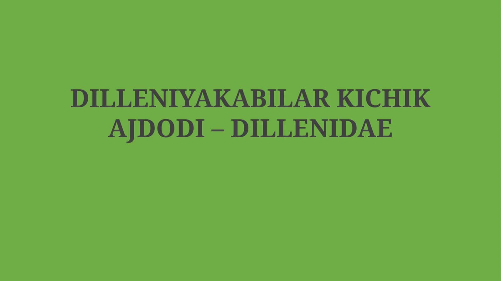 Dilleniyakabilar kichik ajdodi – Dillenidae 1