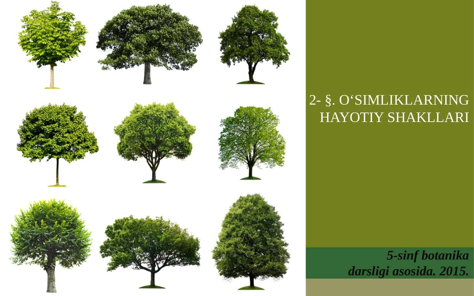 5-sinf Botanika O'simliklarning hayotiy shakllari 1