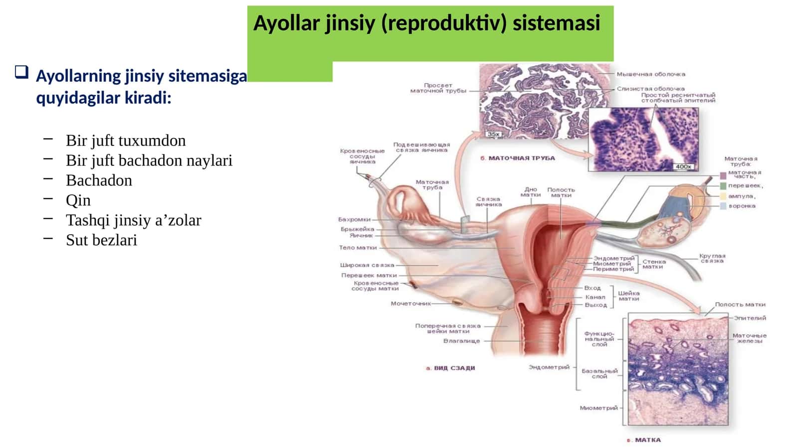 Ayollar jinsiy (reproduktiv) sistemasi 1