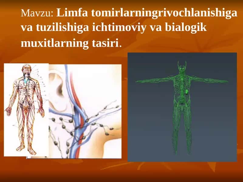 Limfa tomirlarning rivojlanishiga va tuzilishiga ijtimoiy va bialogik muxitlarning tasiri 1