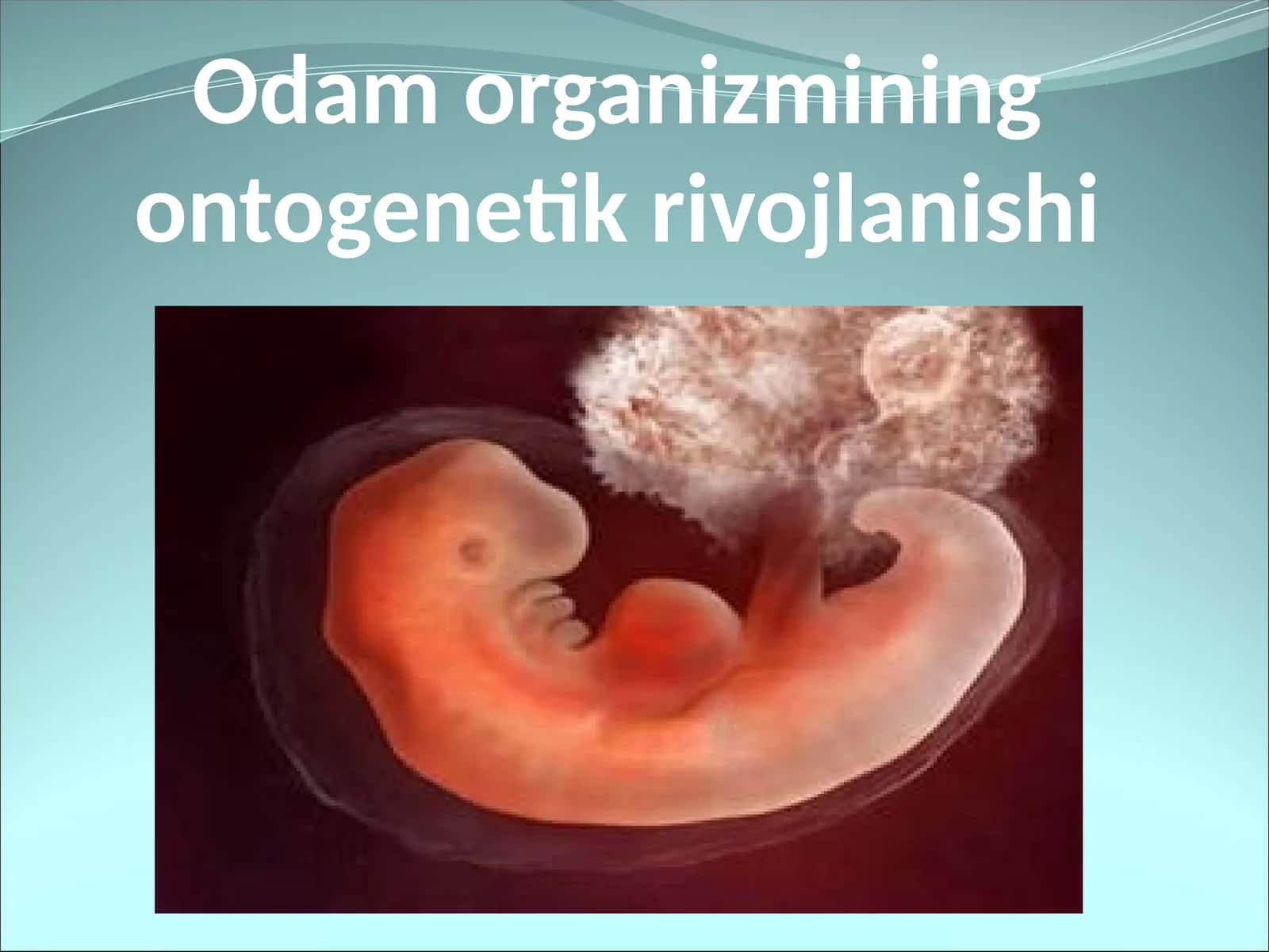 Odam organizmining ontogenetik rivojlanishi 1