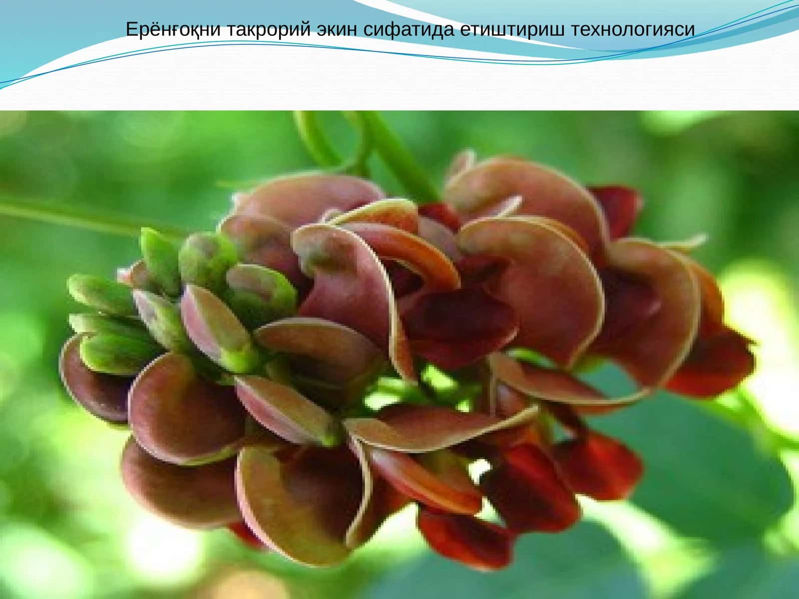 Ерёнғоқни такрорий экин сифатида етиштириш технологияси 1