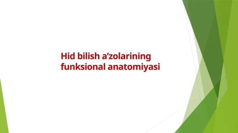 Hid bilish a’zolarining funksional anatomiyasi 1