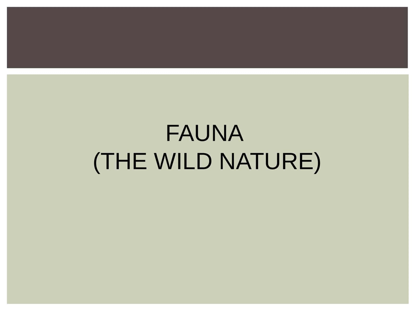 FAUNA 1