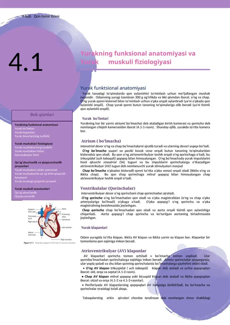 Yurakning funksional anatomiyasi va Yurak muskuli fiziologiyasi 1