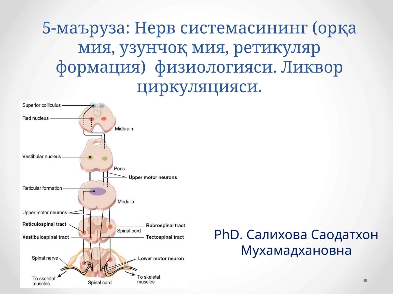 Нервсистемасининг(орқа мия, узунчоқ мия, ретикуляр формация)физиологияси 1