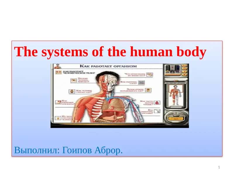 Thesystems of the humanbody 1