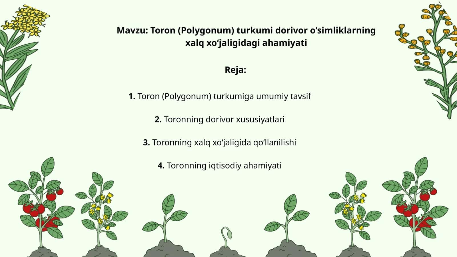 Toron (Polygonum) turkumi dorivor o‘simliklarning xalq xo‘jaligidagi ahamiyati 1