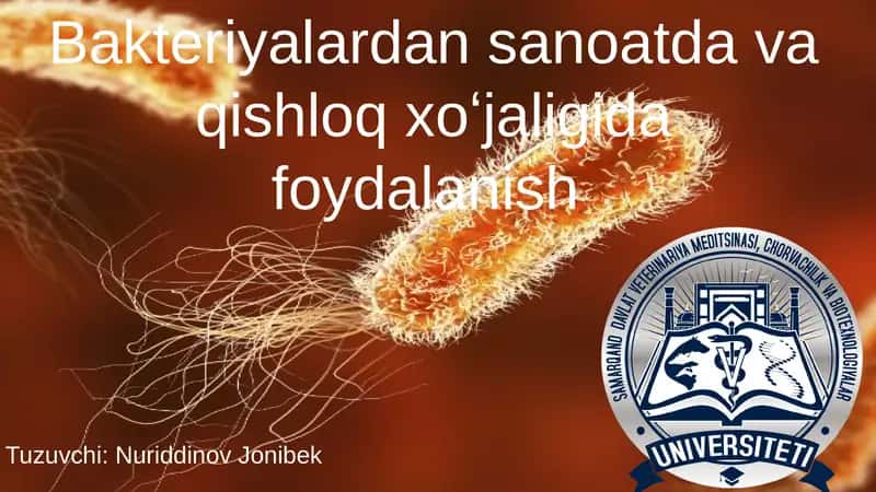 Bakteriyalardan sanoatda va qishloq xo‘jaligida foydalanish 1