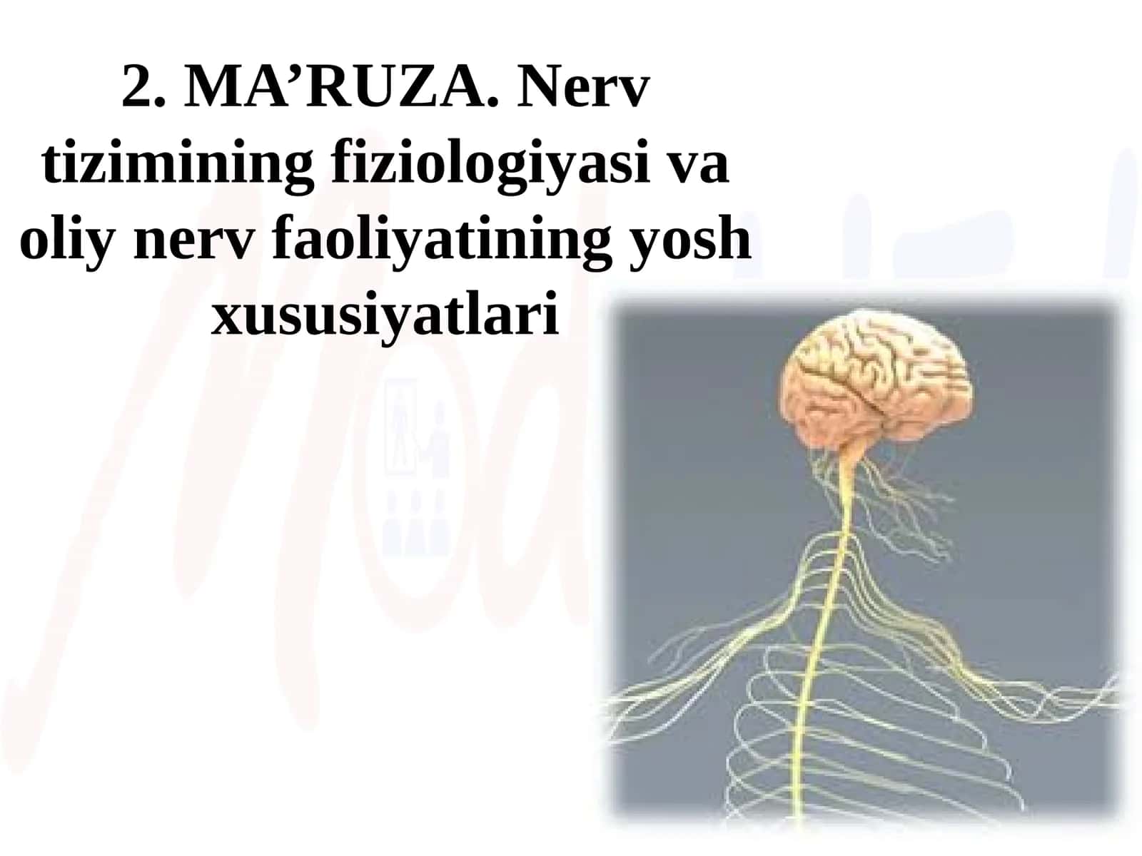 MA’RUZA.Nerv tizimining fiziologiyasi va oliy nerv faoliyatining yosh xususiyatlari 1