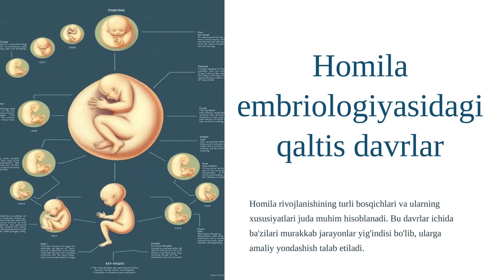 Homila embriologiyasidagi qaltis davrlar 1