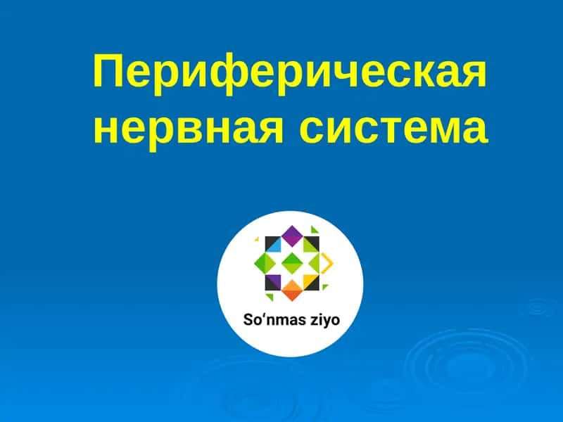 Периферическая нервная система 1