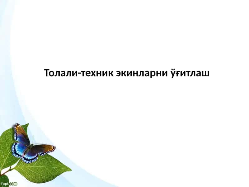 Толали-техник экинларни ўғитлаш 1
