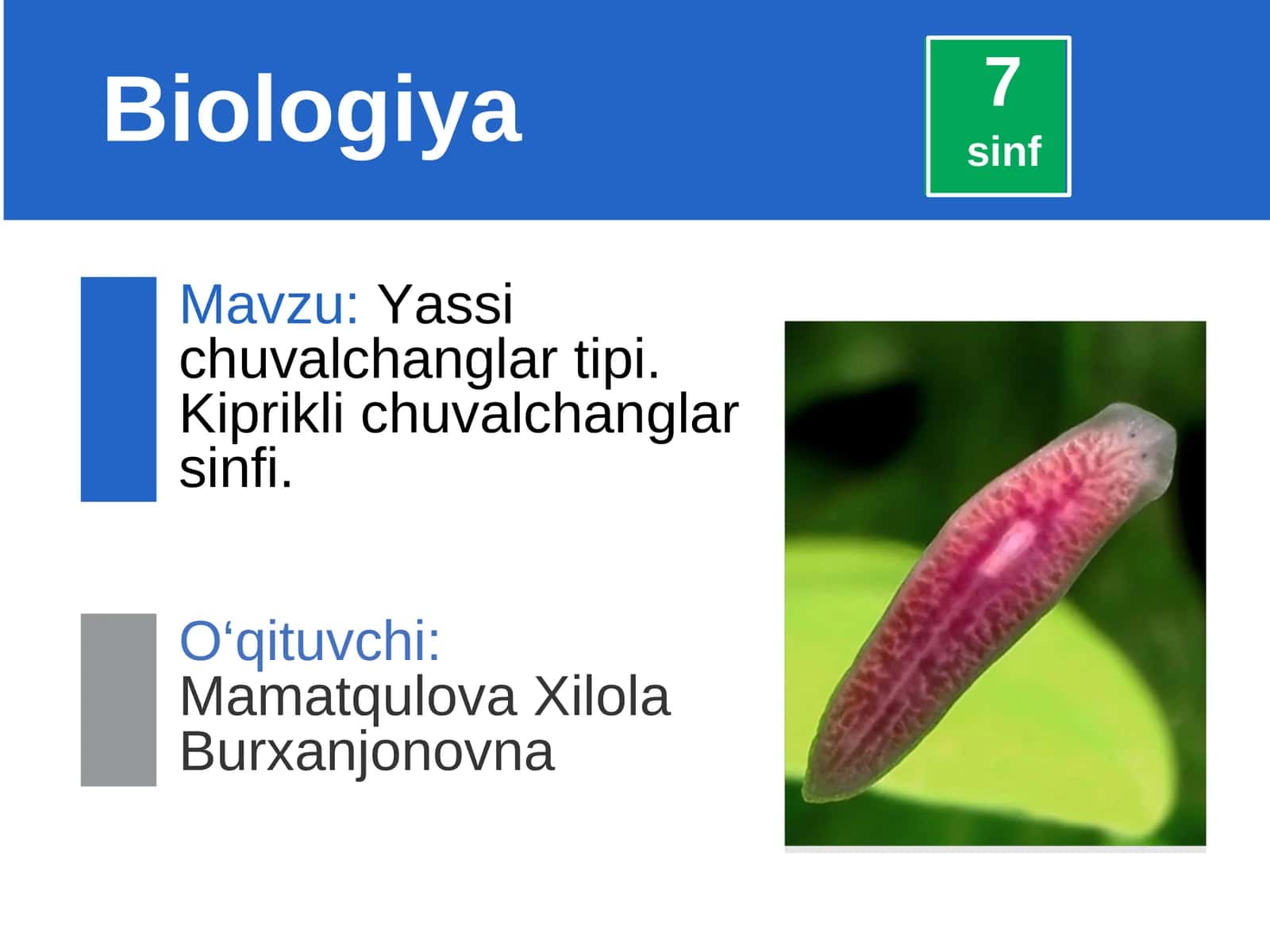 Yassi chuvalchanglar tipi. Kiprikli chuvalchanglar sinfi 1