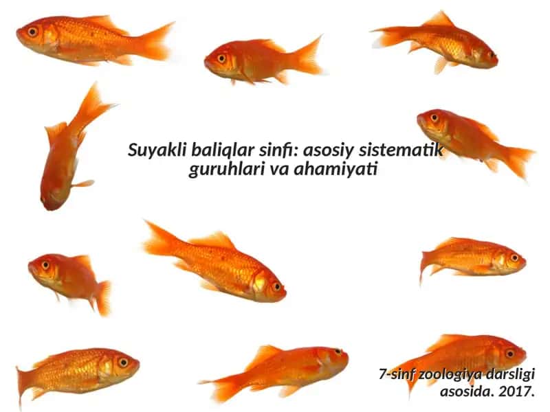 Suyakli baliqlar sinfi asosiy sistematik guruhlari va ahamiyati 1