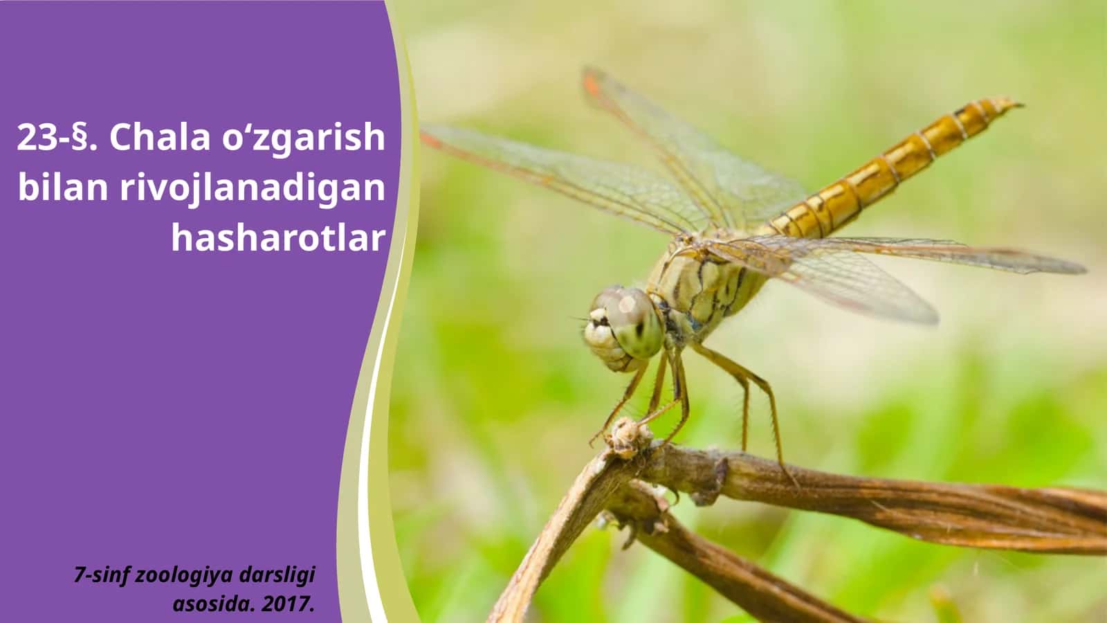 7-sinf Zoologiya 'Chala o'zgarish bilan rivojlanadigan hasharotlar' ko'rgazma 1
