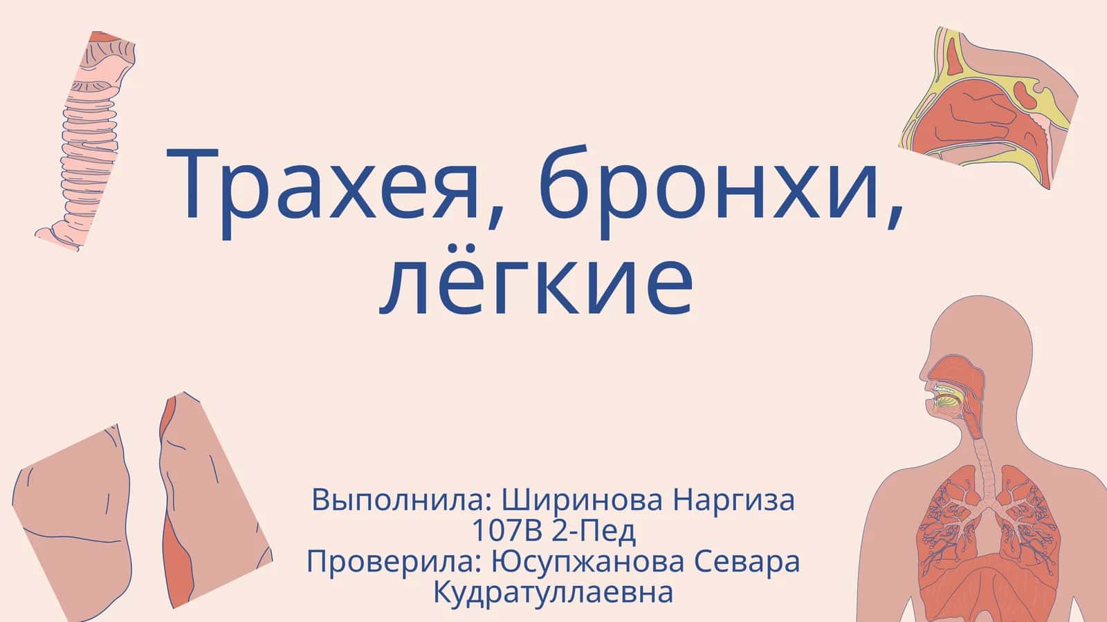Трахея, бронхи, лёгкие 1