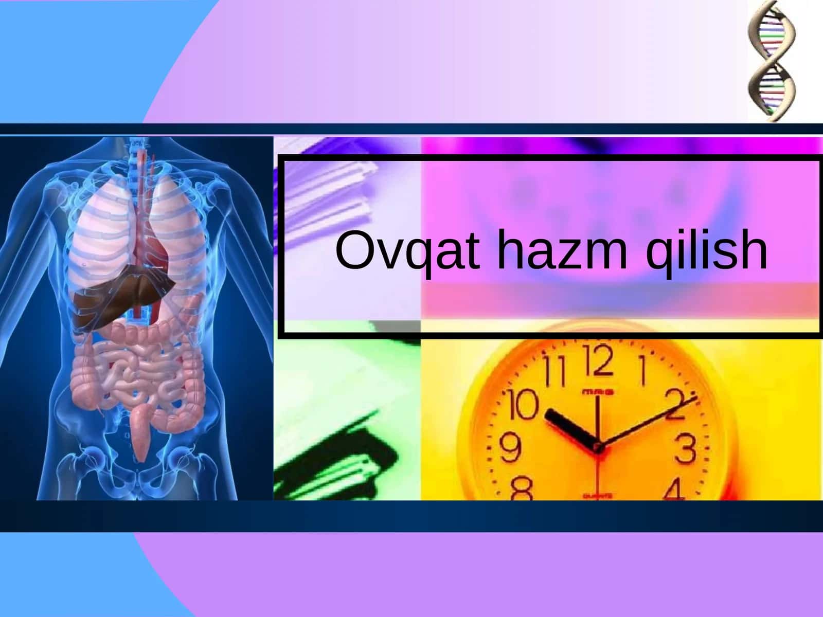 Ovqat hazm qilish.pptx 1