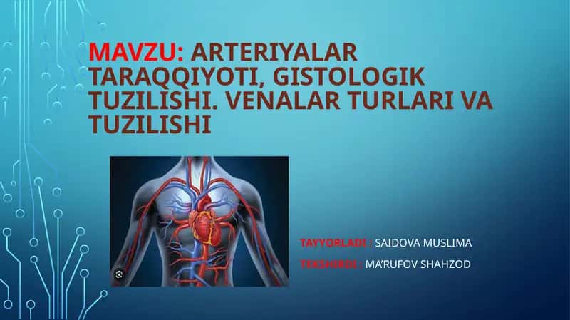 Arteriyalartaraqqiyoti, gistologik tuzilishi. Venalarturlariva tuzilishi 1