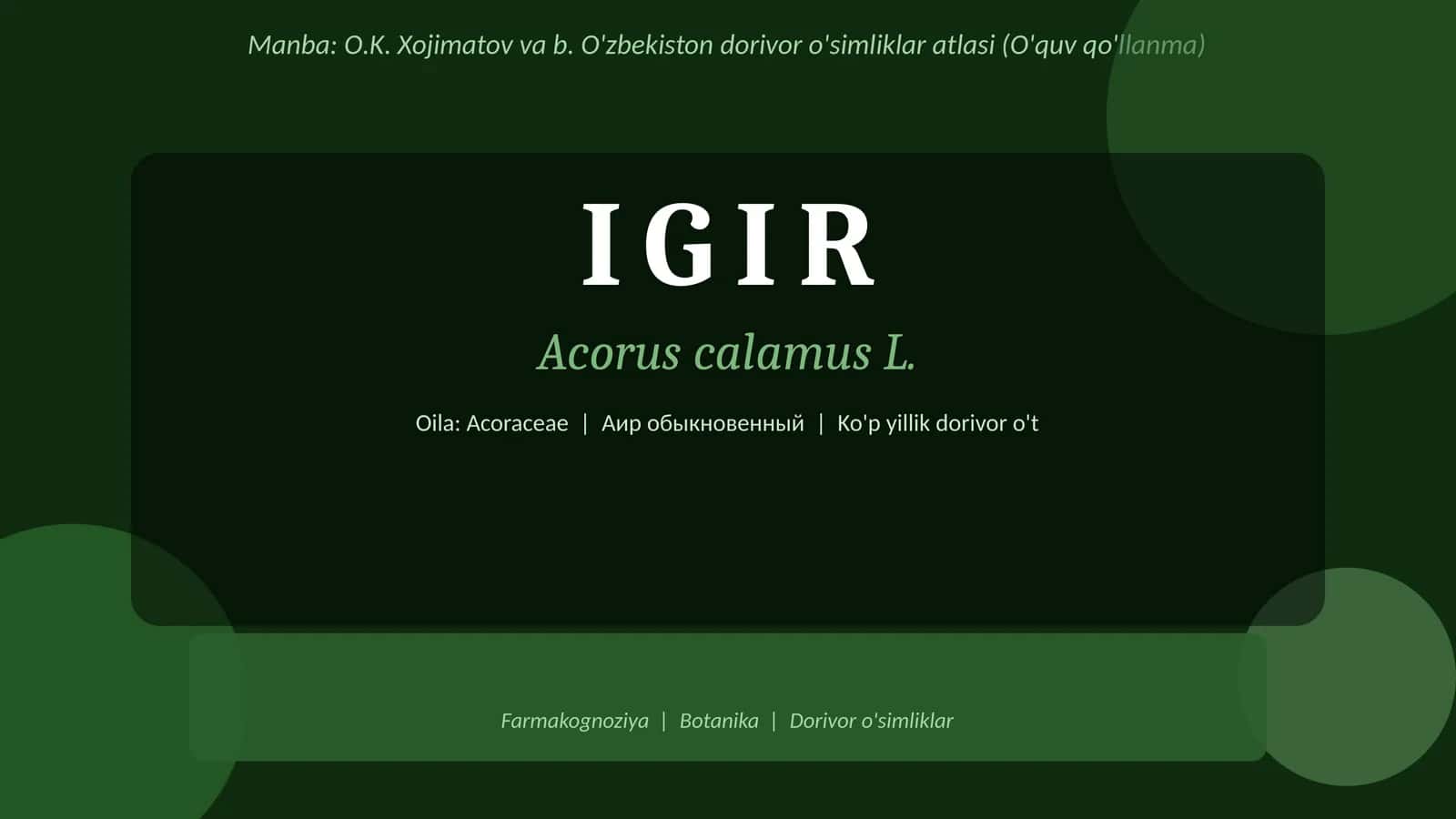 Igir-Acorus calamus O'zbekiston dorivor o'simliklar atlasi 1