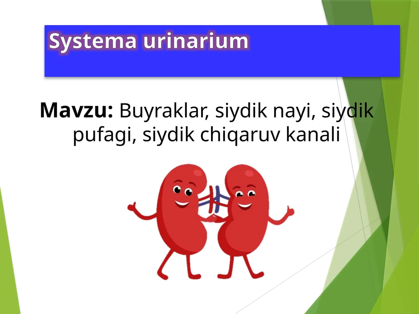 Systemaurinarium 1