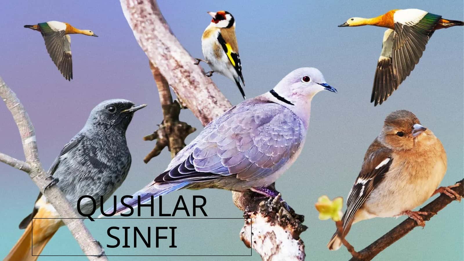QUSHLAR SINFI 1
