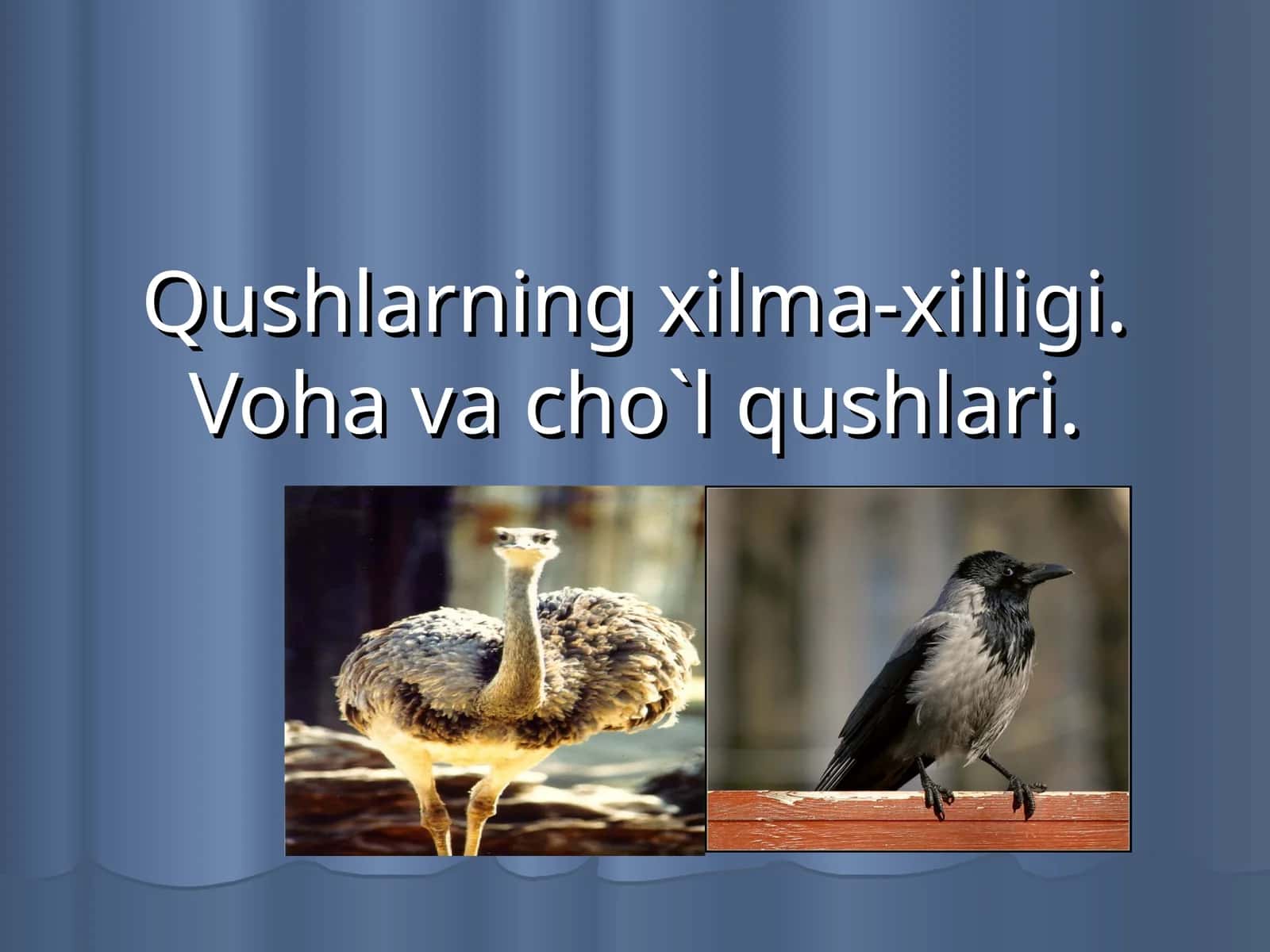 Qushlarning xilma-xilligi. Voha va cho`l qushlari 1