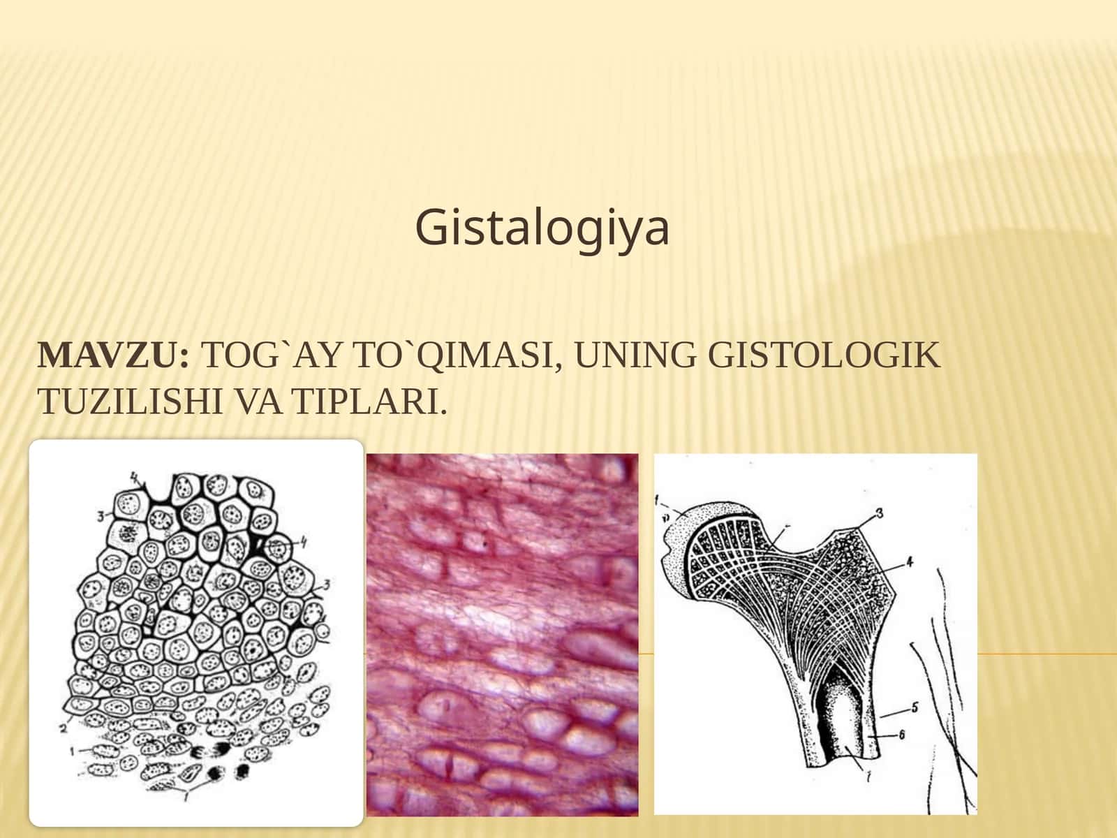 Tog`ay to`qimasi,uning gistologik tuzilishi va tiplari 1