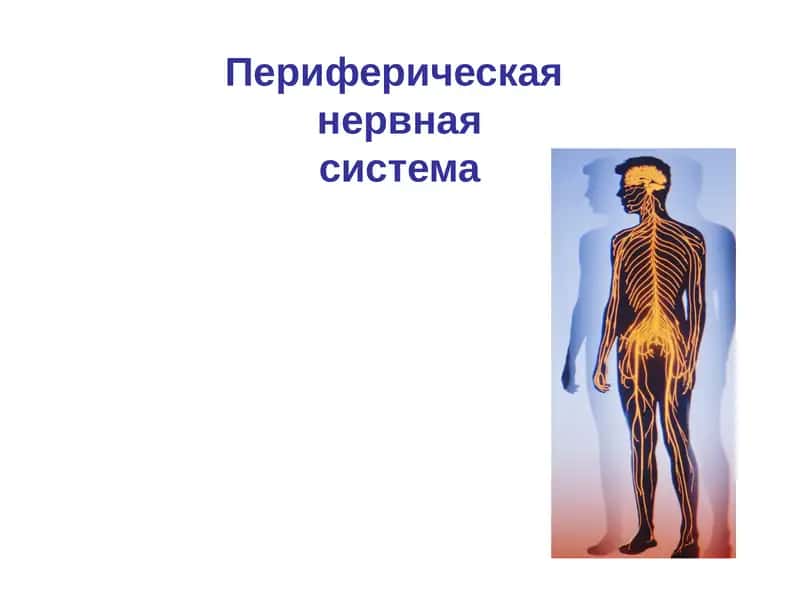 Периферическая нервная система 1