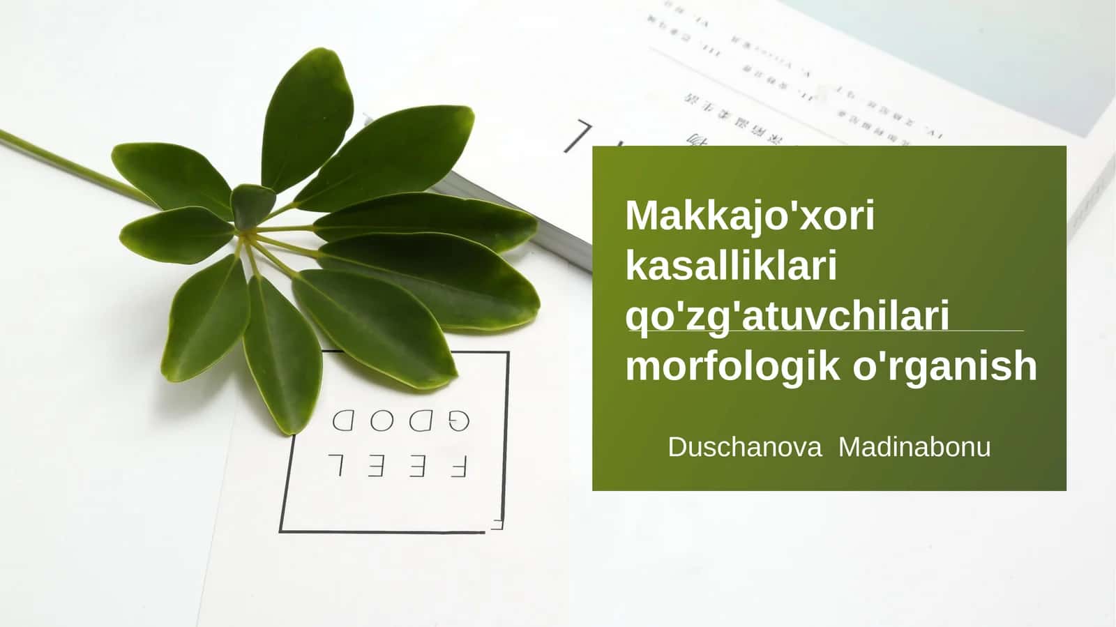 Makkajo'xori kasalliklari qo'zg'atuvchilari morfologik o'rganish 1