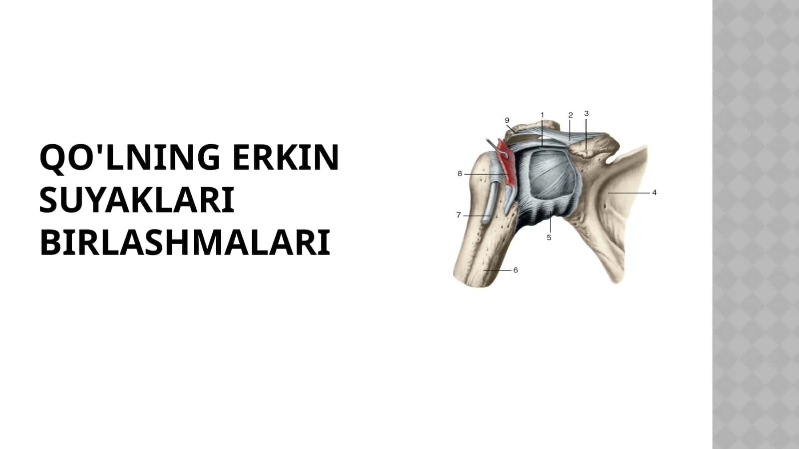 Qo'lning suyaklari birlashmalari 1