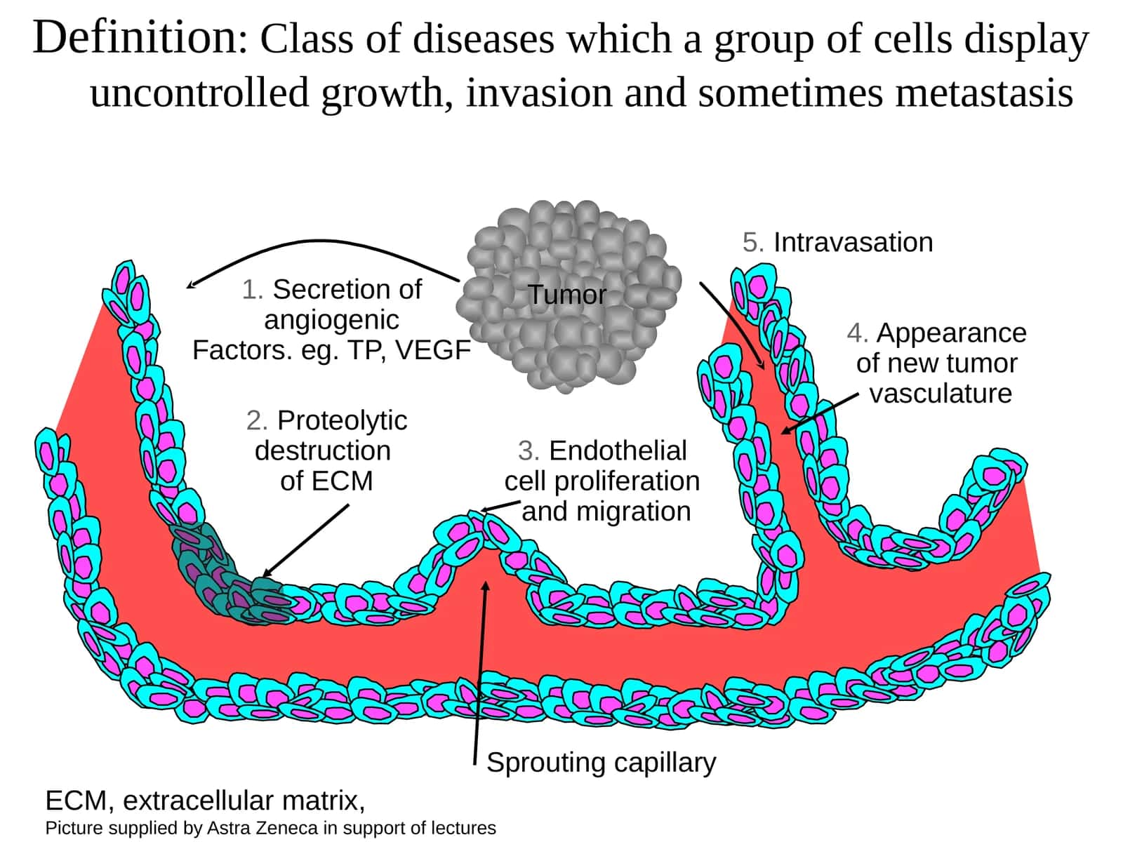 Class of diseases which a group of cells display uncontrolled growth, invasion and sometimes metastasis 1