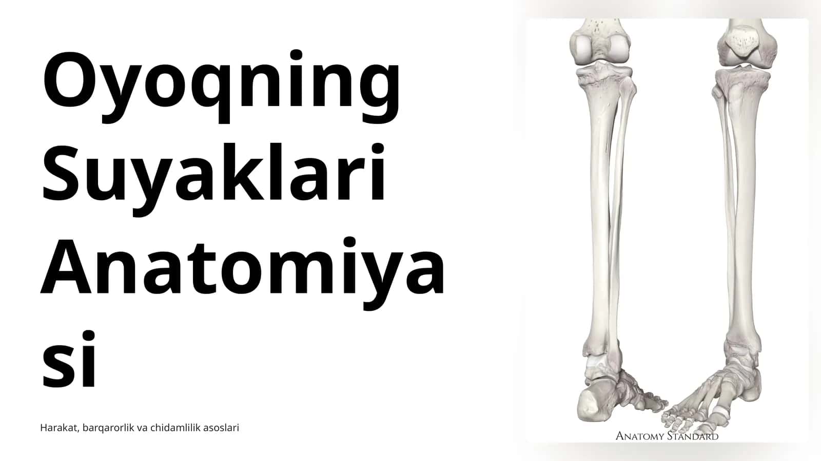 Oyoqning Suyaklari Anatomiyasi 1