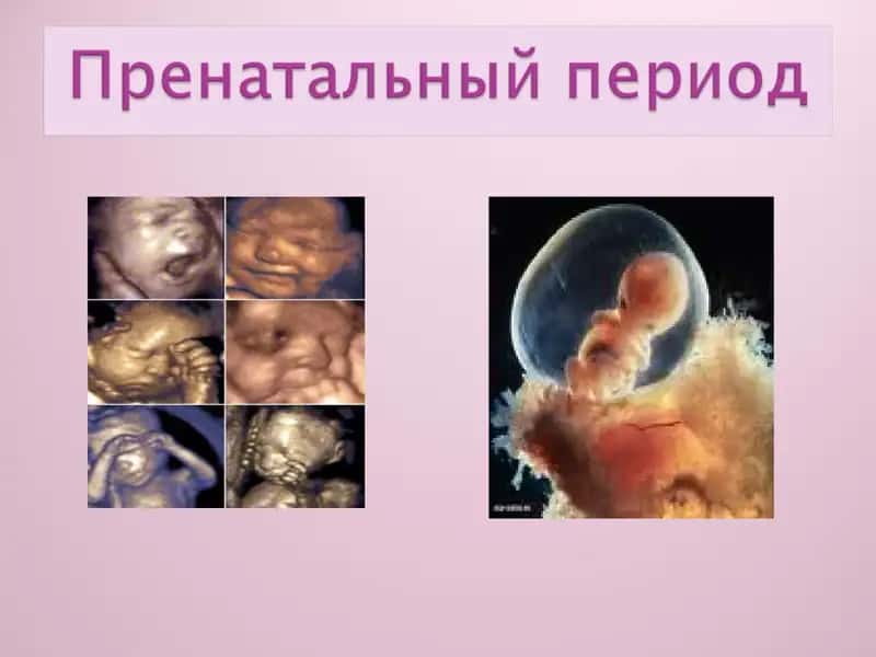 презентация на тему : Пренатальный период 1